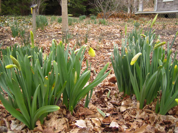 the first daffodils in the Bosquet