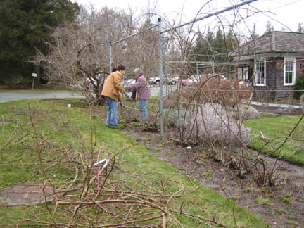 Gail and Julie pruning climbers