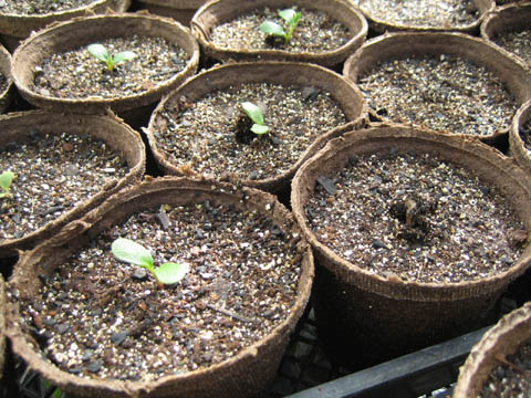 Lupine seedlings