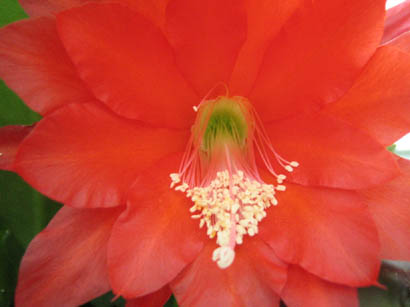 Nopalxochia ackermannii (Orchid Cactus)