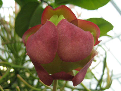 Sarracenia purpurea flower (Pitcher plant)