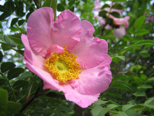 Rosa roxburghii (Chestnut rose) bloom