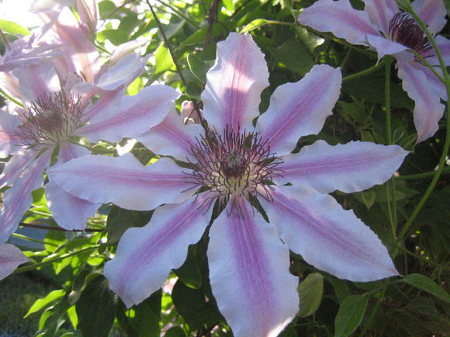 Clematis ‘Nellie Moser’