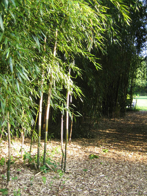 Phyllostachys aureosulcata (Yellow groove bamboo)