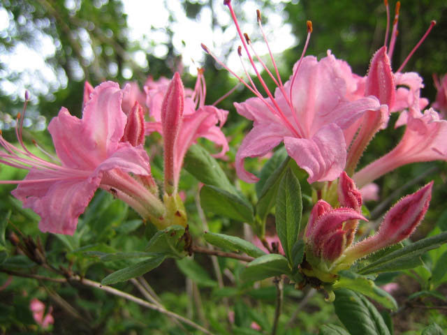 Rhododendron viscosum (Swamp azalea)