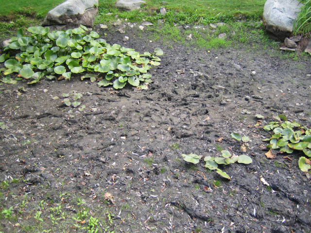 Dry pond and footprints 8-20-07