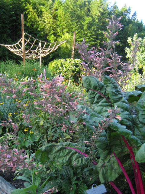 Swiss Chard and Agastache ‘Summer Breeze’ in the Idea Beds