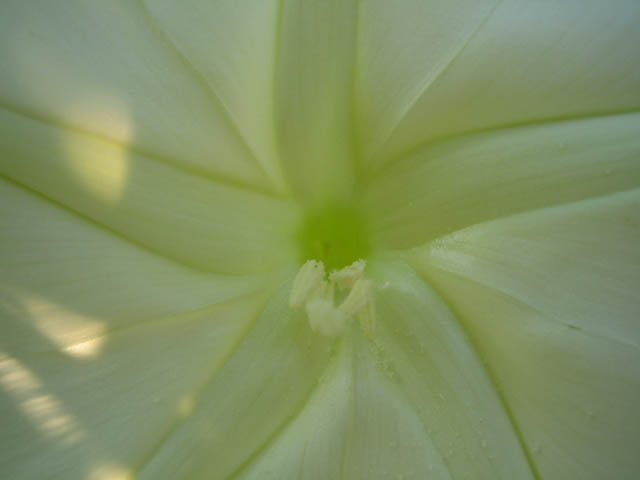 Moonflower up close and personal