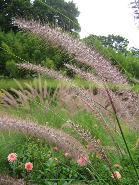 Fountain grass (Pennisetum setaceum)