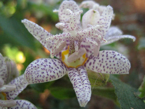 Tricyrtis hirta (Toad lily) in the Rock Garden