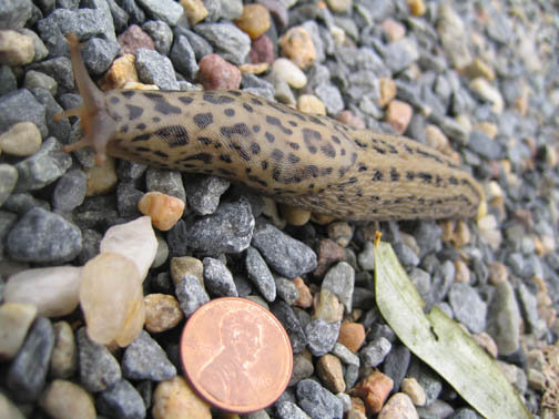 Leopard slug on the move