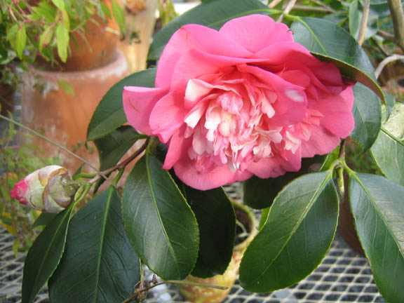 Camellia chandlerei