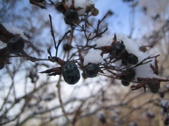Clerodendrum trichotomum var. fargesii berries