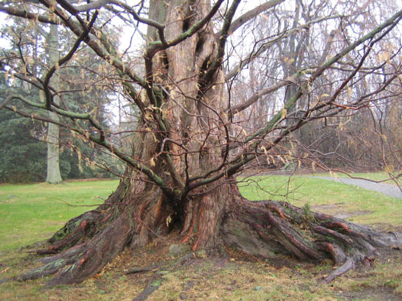 Metasequoia glyptostroboides (Dawn redwood)