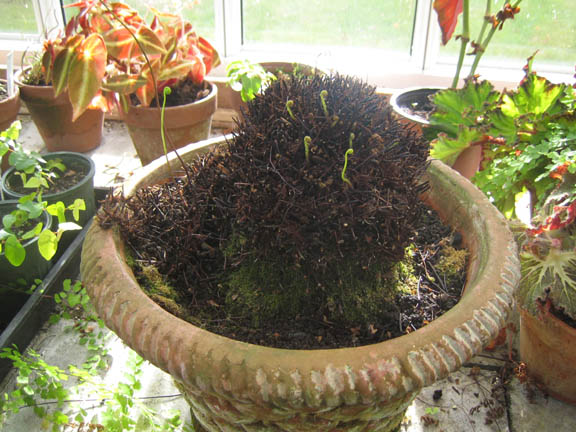 Maidenhair fern fully shorn