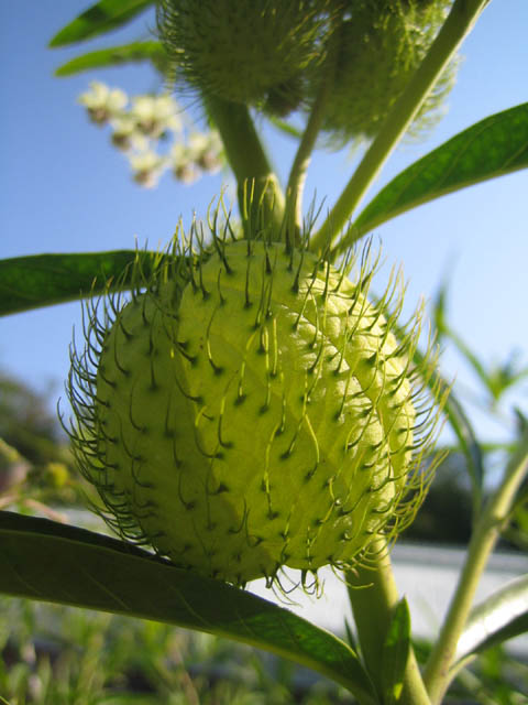 Asclepias physocarpa ‘Oscar’ a.k.a. Gomphocarpus physocarpus ‘Hairy Balls’ in the 2007 Cutting Garden