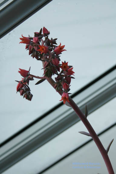 giant echevaria bloom