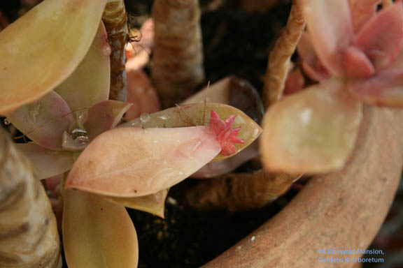 Graptopetalum spontaneous leaf cutting - it’s got roots and everything!