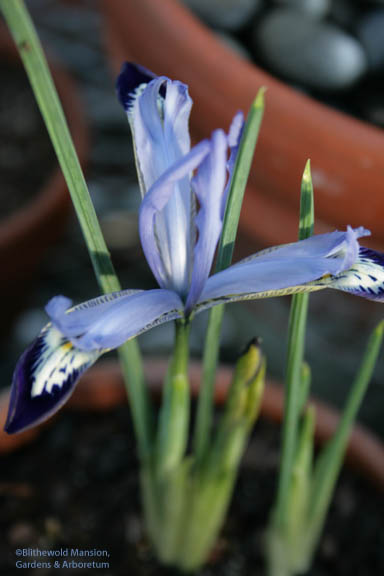 Iris reticulata ‘Clairette’ 1-31-08.  That’s 5+ weeks to bloom after bringing them to the cool greenhouse.