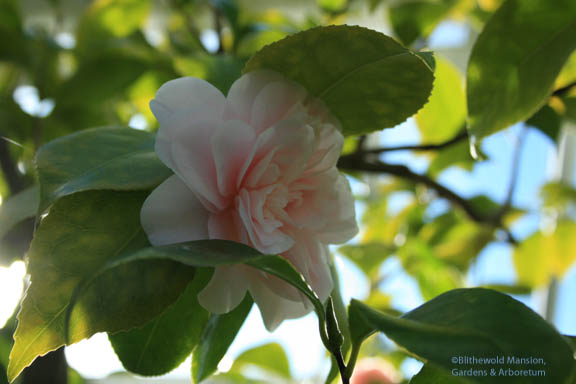 pink potted Camellia