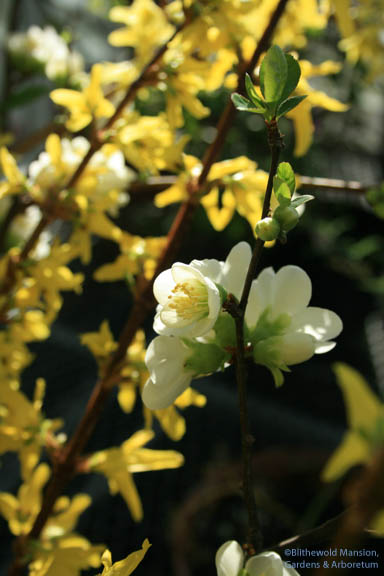 Forced branches - Forsythia and Flowering Quince