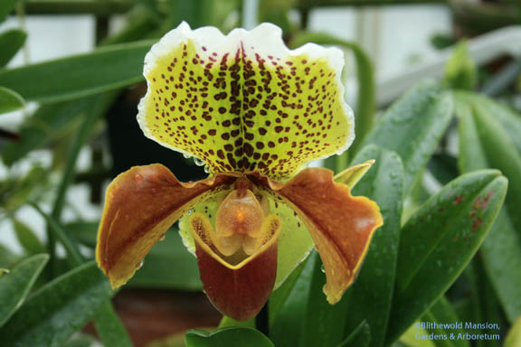 an orchid I covet
