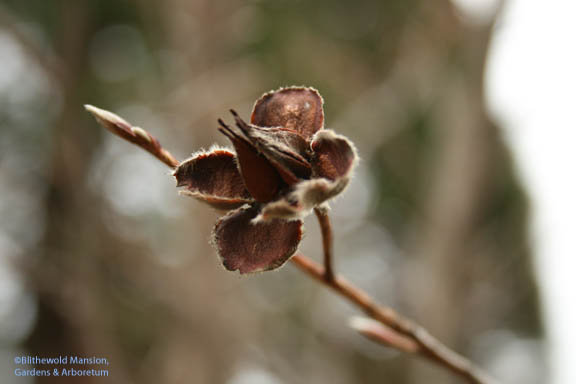 Japanese Stewartia - Stewartia pseudocamelia seed and bud
