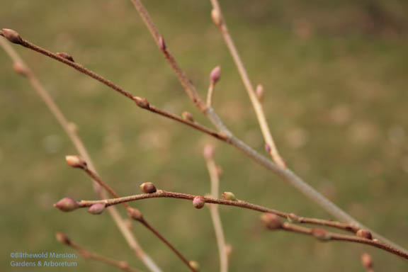 Winter Hazel - Corylopsis glabrescens in bud