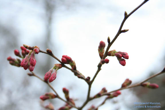 Prunus subhirtella ‘Autumnalis’ - Higan cherry/Autumn blooming cherry - in spring bud