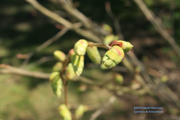 Winter Hazel - Corylopsis glabrescens ‘Longwood Chime’ in the Water Garden starting to bust out of bud