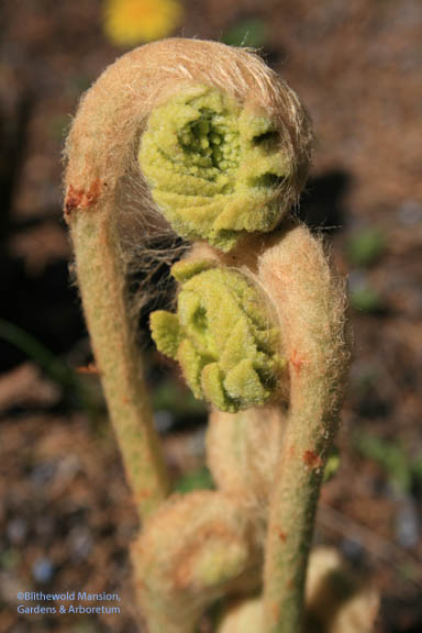 Cinnamon fern (Osmunda cinnomomea) hugs