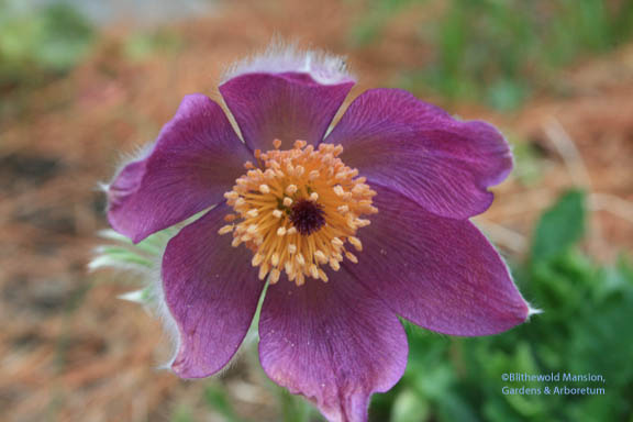 Pasque flower (Pulsatilla vulgaris) in the Rock Garden