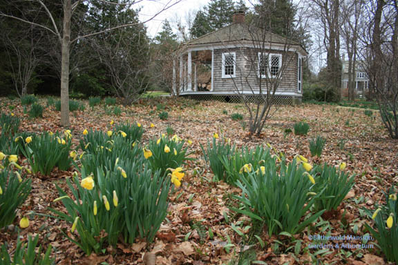 The first daffs open behind the Summer House