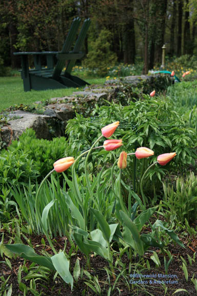 Tulipa ‘Blushing Beauty’ in the North Garden