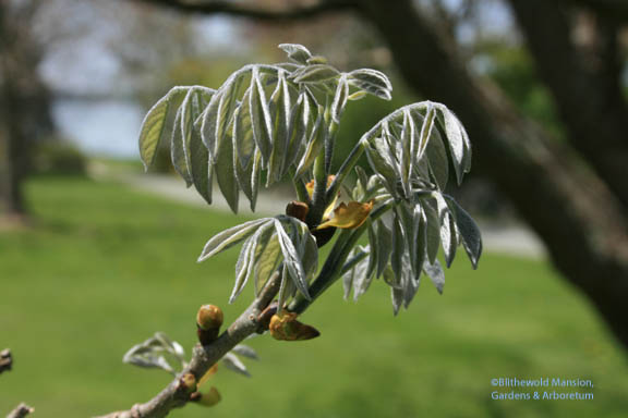 Maackia amurensis - new leaves - still silver jewelry