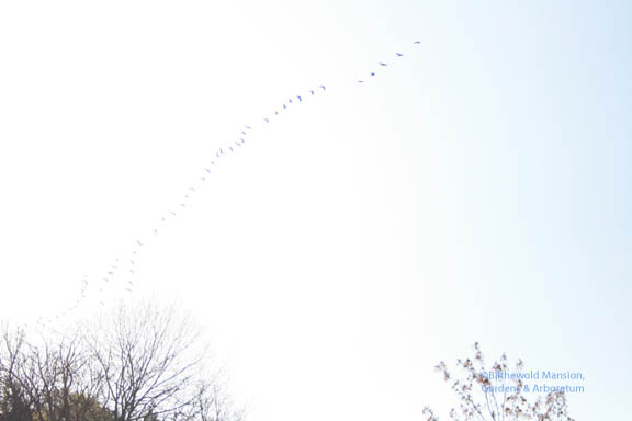 Birds on the wing - they looked like cormorants to me…