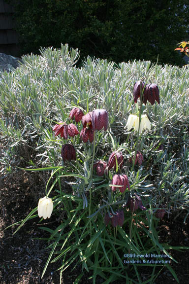 Lavender and Fritillaria meleagris in the Rose Garden