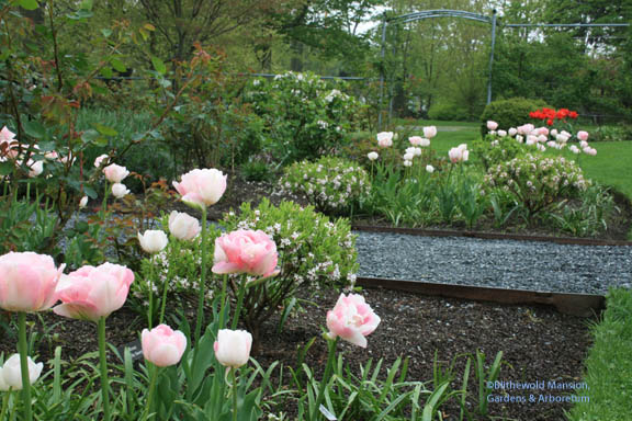 Tulipa ‘Angelique’ and Daphnes in the Rose Garden 5-8-08