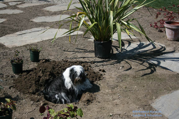 Tara Morris happily planted in a Phormium hole