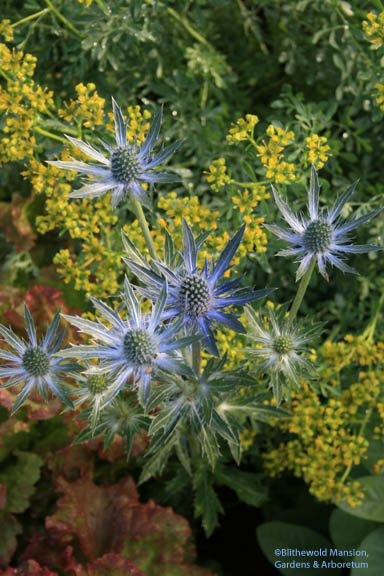 a sharp witted blue.  Eryngium and rue combo in the Display Garden