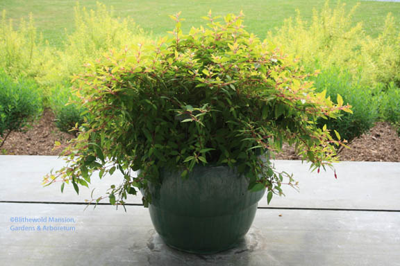 One pot wonder - the front porch fuchsia