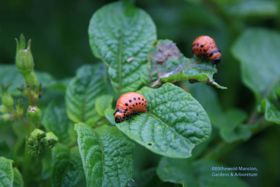 Potato beetle larvae - fat and happy but doomed…