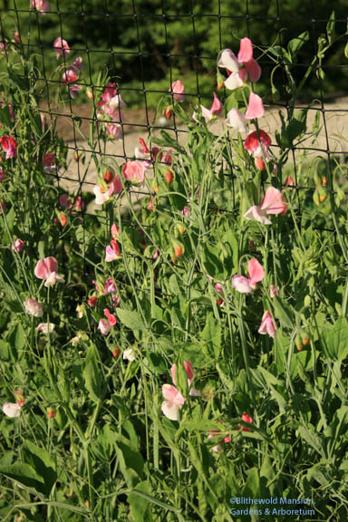 Sweet peas - Painted Lady was the first to bloom