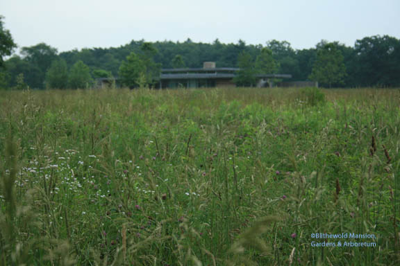 The house grows out of the meadow that surrounds it.