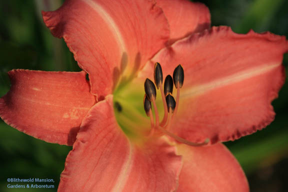Hemerocallis ‘Not Forgotten’ - it’s much pinker than in this picture.