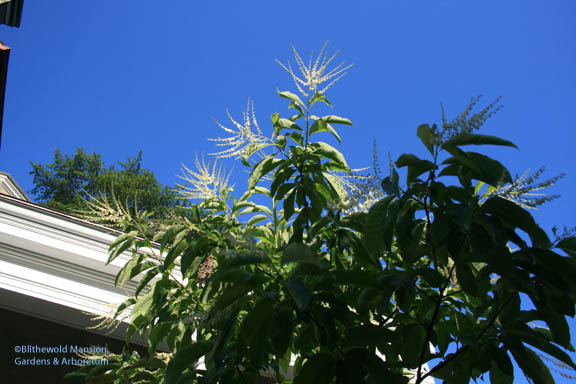 Sourwood - Oxydendrum arboreum