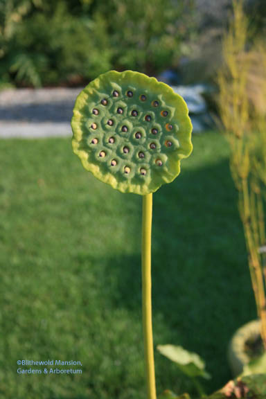 Not a flower but about the coolest seedhead!  - the lotus