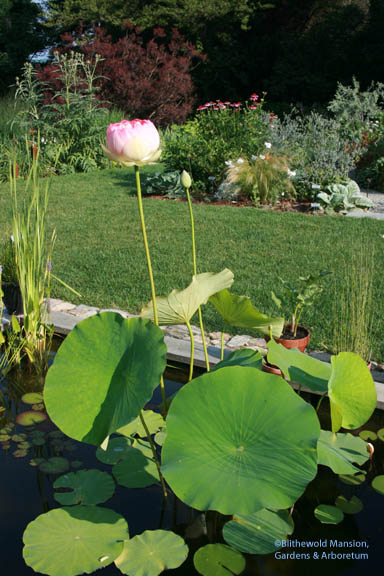 full scale lotus with leaves the size of tires