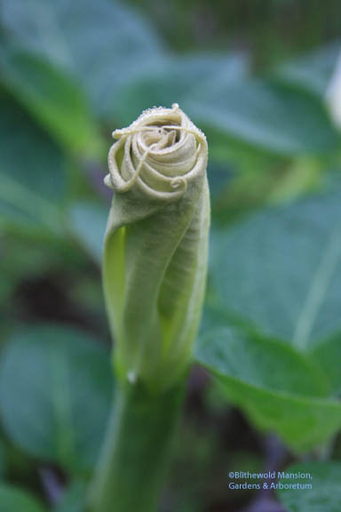 Datura meteloides ‘Evening Fragrance’ - open in time for the party