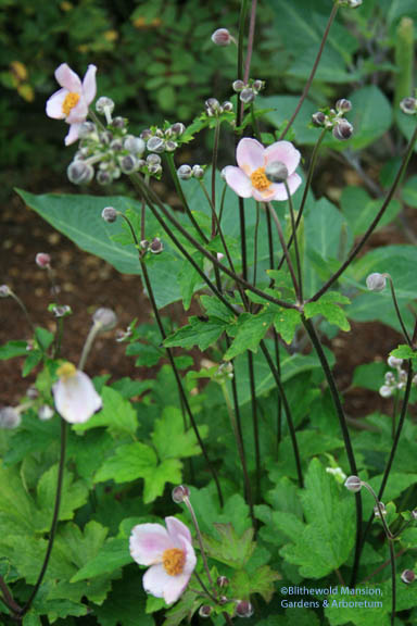 Japanese anenomes were early to the party - they started blooming in July!